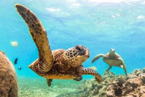 activities in sint maarten diving in sxm during your stay at the hills residence vacation rentals simpson bay