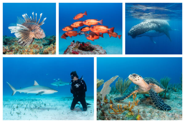 snorkeling in sxm sint maarten the hills residence vacation rentals simpson bay