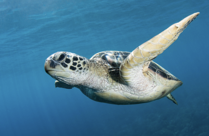 snorkeling sint maarten the hills residence vacation rentals simpson bay