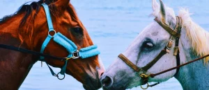 activities in sint maarten horse riding during your stay at the hills residence simpson bay sint maarten vacation rentals