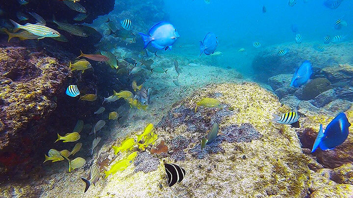 Snorkeling in sxm sint maarten the hills residence vacation rentals simpson bay